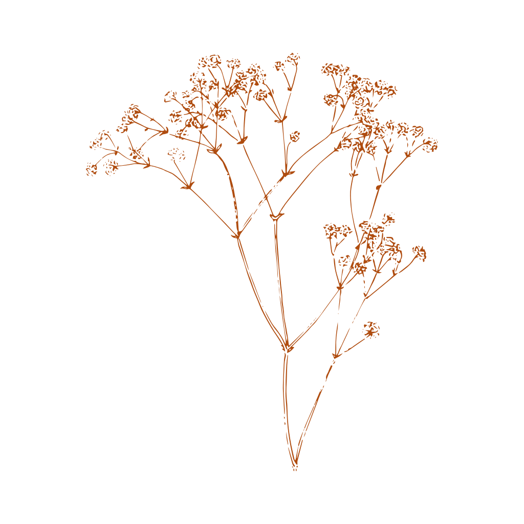 Stabilizovaná Gypsophila (nevěstin závoj)